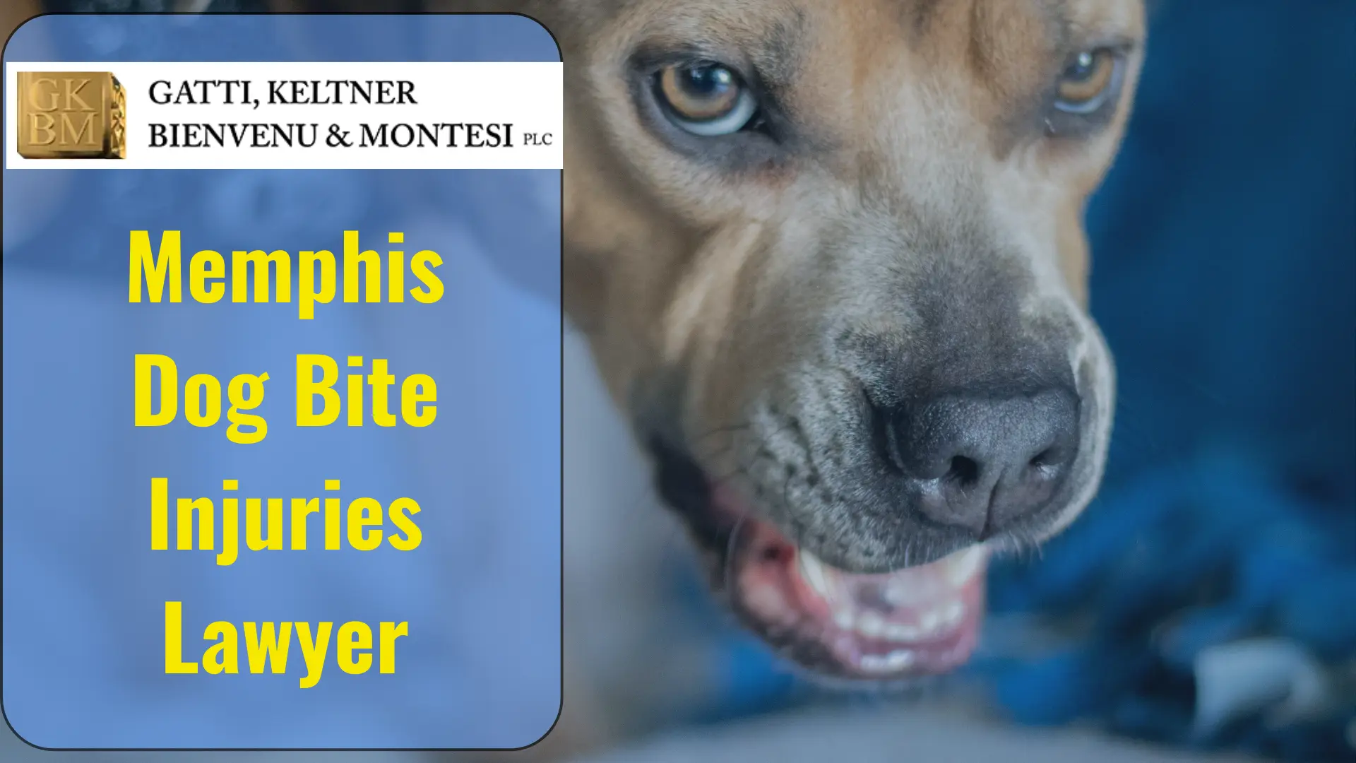 Memphis Dog Bite Injuries Lawyer