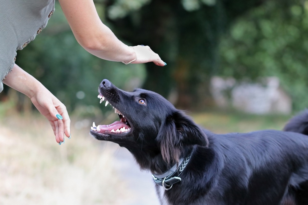 Dog Bite Injury Lawyer in Memphis Free Consults